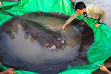 В Камбоджа уловиха най-голямата сладководна риба, виждана някога