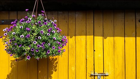 Кои са най-популярните цветя за висяща кошница