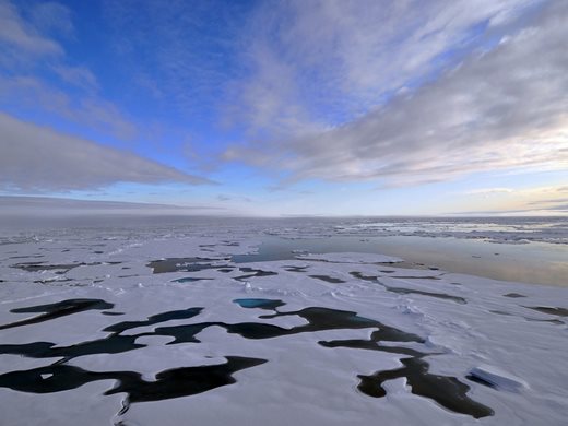 Откриха как водните гъби оцеляват на дъното на Северния ледовит океан