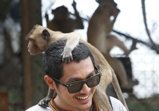 Маймуните са основна атракция за туристите в Тайланд