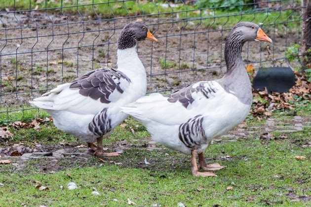 От двете коварни болести могат да се заразят и фазани, патици, гъски и токачки
