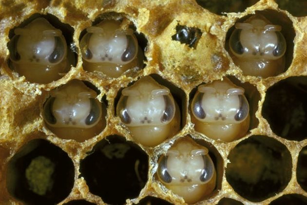 Ако инсектицидът има сублетален ефект върху медоносните пчели, това може да доведе до намалена преживяемост на ларвите, променено поведение при хранене или съкратен живот на възрастните пчели. Степента на сублеталните въздействия все още не е известна.