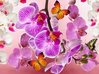 С тази паста орхидеите започват да цъфтят на мига