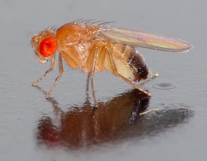 Латинското наименование на  плодовата мушица е Drosophila melanogaster