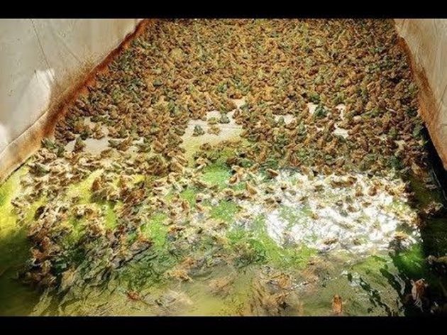 Ферма за отглеждане на жаби в Китай
Снимка: YouTube