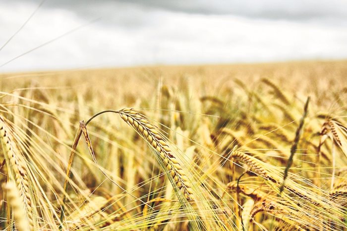 Пшеницата се търси на цени до 435 лева.