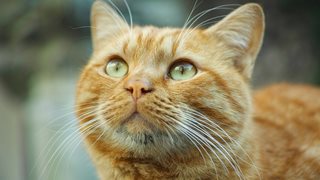Защо оранжевите котки със толкова специални