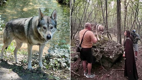 Вълкът от световното звезда във "Войната на буквите"