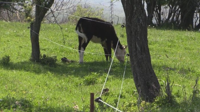 Крава пасе до електропастира.