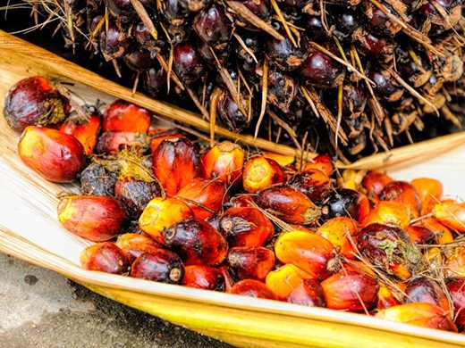 Искат да се забрани употребата на палмовото масло в храната и биогоривата