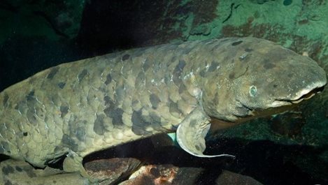 На 90 г. почина най-възрастна аквариумна риба в света