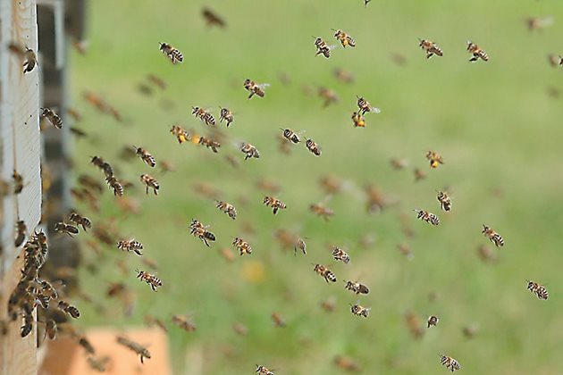 При всеки полет медоносната пчела "посещава" между 100 и 1000 цвята. Същата пчела ще направи 20 полета на ден. Броят им зависи от количеството нектар и колко е близо до него. Пчелите могат да летят и до 3 км, ако трябва да търсят храна. Но този вид хранене не е много енергийно ефективен за пчелата и най-вече за пчеларя.