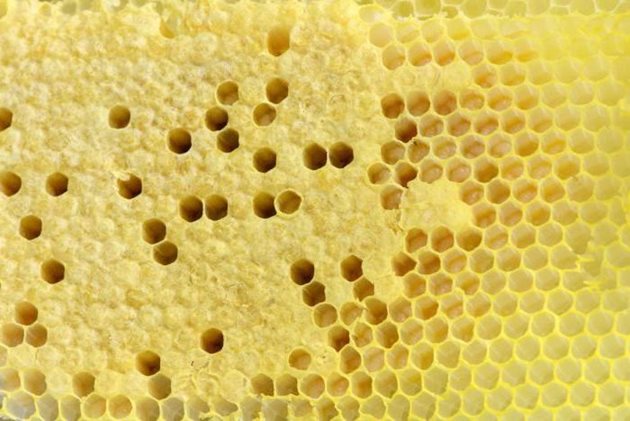 Средноруските пчели запечатват килийките, оставяйки между повърхността на меда и восъчното капаче слой въздух (светло „сухо” запечатване). Такава пита сеотличава с бял цвят, което свидетелства за повишените й топлинни качества и по-добрата приспособеност на пчелите към зимуване.
