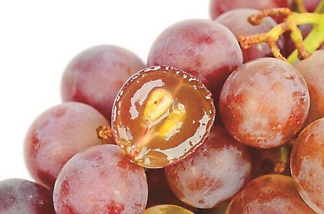 Начупените гроздови семки придават неприятен вкус на виното