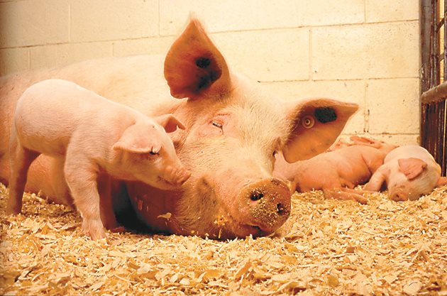 При опаразитените свине-майки намалява отделянето на мляко, растат загубите на прасета бозайничета, защото много от малките не наддават достатъчно на тегло и изостават в растежа си.