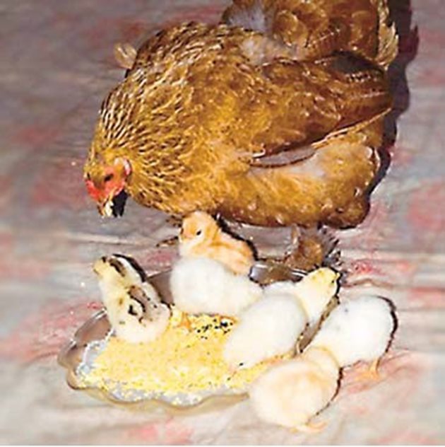На новоизлюпени пиленца вода се дава за първи път заедно с храната