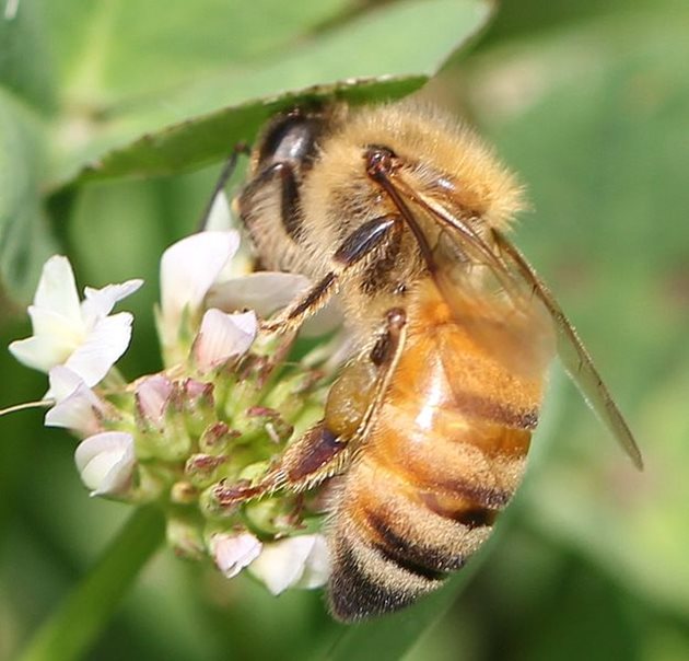 Кипърската пчела се среща на остров Кипър, но е пренесена и в много други страни