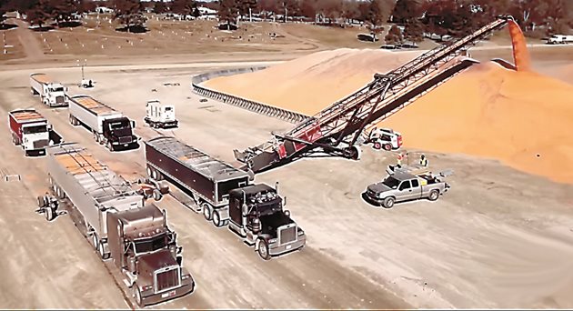 Мощна транспортна лента за зърно прехвърля тонове продукция от зърновози