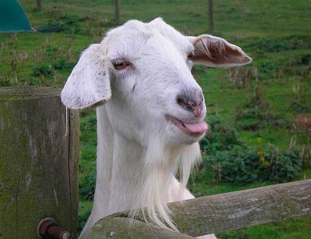 Нелекуваната кашлица при козата се засилва