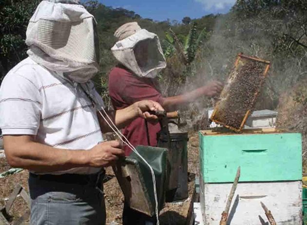 Със завършването на главната паша трябва да се направи и преглед на пчелните семейства. Специално внимание следва да се обърне на пилото, защото по това време се проявява и американският гнилец. Снимка diarioroatan.com