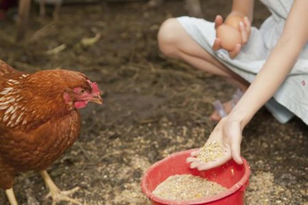 Пресоляването на фуража може да доведе до снасянето на проблемни яйца и от възрастни кокошки