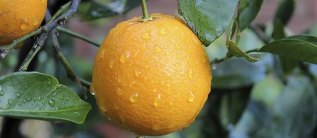 Портокал от Крит