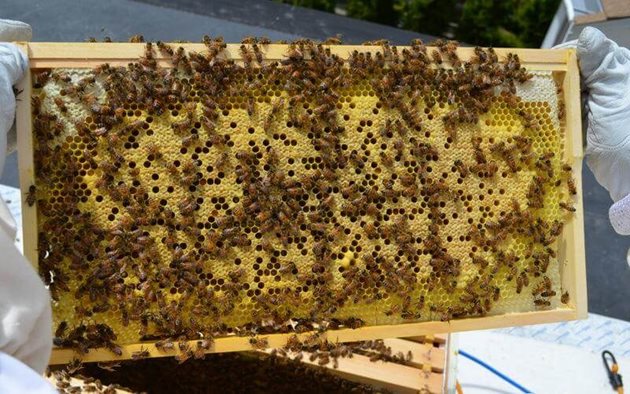 Най-добрият период за правене отводки при нашите условия е периода между двете главни паши от акация и слънчоглед. А всеки пчелар сам и творчески да прецени точно кога да започне да прави отводките..