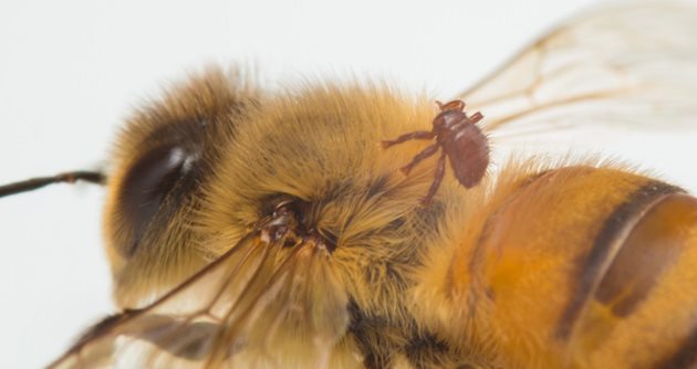 При използването на тимол обаче има опасност за умъртвяване на пчели, ако не се спазят дозите и ако условията не са подходящи.