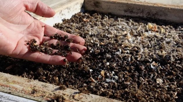 Ако пчелите изчезнат, много живи същества също ще изчезнат. И ако искаме да живеем, ако искаме да живеят нашите деца и внуци, трябва да положим най-големи усилия, за да поддържаме пчелите живи, заяви Селчук Солмаз, ръководител на Асоциацията на пчеларите в Анкара