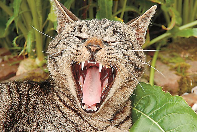 Докато котката се прозрява, могат изцяло да се видят зъбите и устата