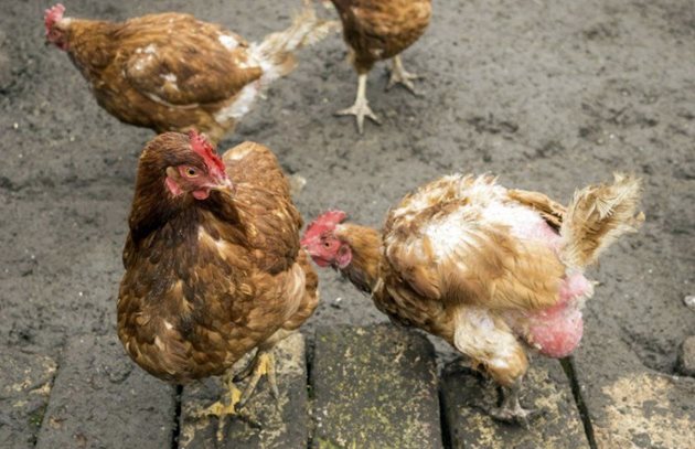 Обикновено кокошките изглеждат като проскубани наесен, когато температурата пада рязко, светлинният ден стане по-къс и птиците реагират със смяна на оперението си
