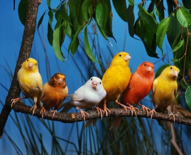 Мечтата на всеки любител на канарчетата - цял хор от умели песнопойци!