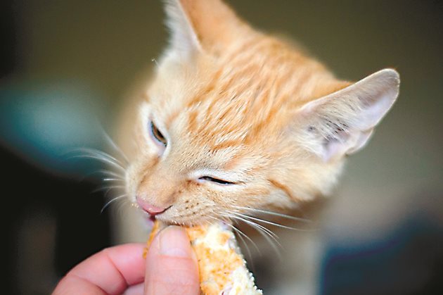 Котките разкъсват храната благодарение на острите си резци