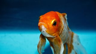 Защо рибките стоят неподвижно в ъглите на аквариума?