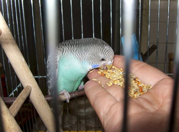 Лакомствата спомагат за по-бързата адаптация на птичето