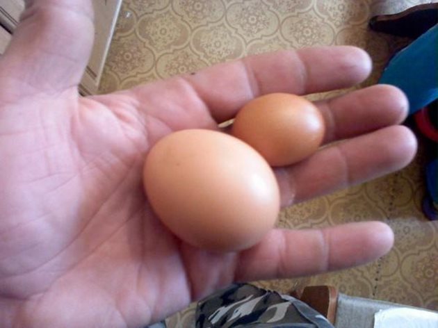 Кокоши яйца под 52 г не стават за мътене