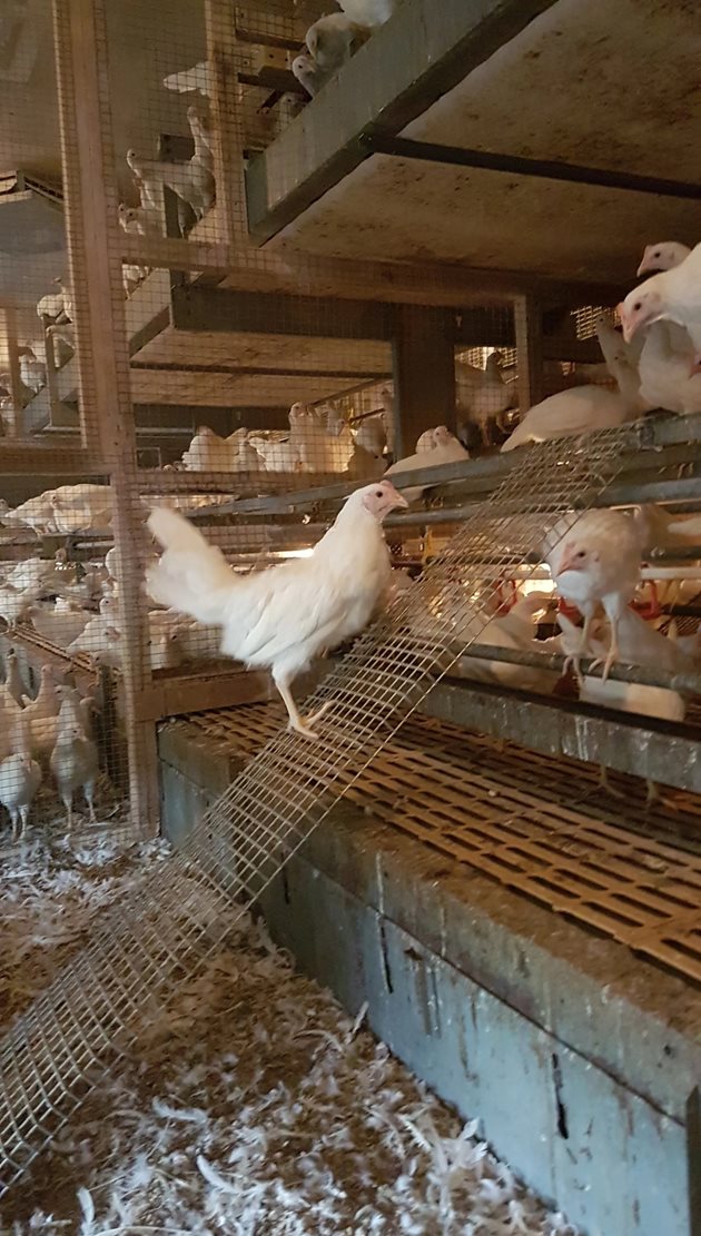 Снимка: The Poultry Site