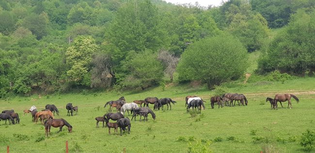 Стадо коне на паша - красивата гледка е част от пейзажа на софийското село Огоя, запечатана на снимка от Хриси Младенова.