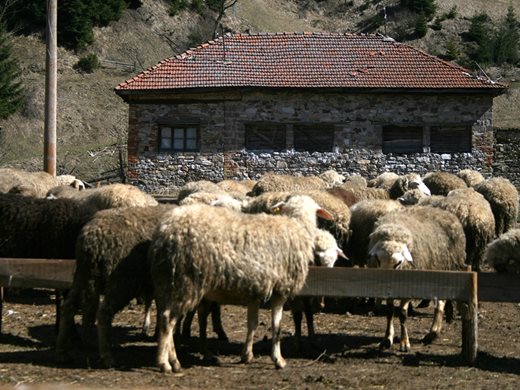 Над 53 млн. лева по преходните помощи за говеда, овце-майки и кози-майки
