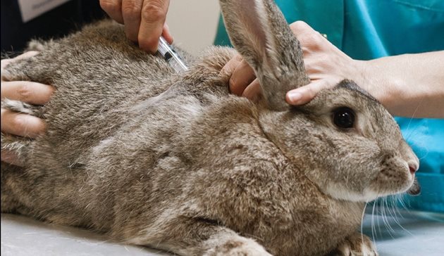 Ваксинирайте зайците си срещу миксоматоза