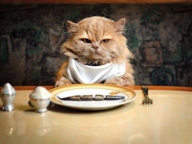 Ако котката отказва да яде при липса на други симптоми загубата на апетит за известно време няма да доведе до усложнения