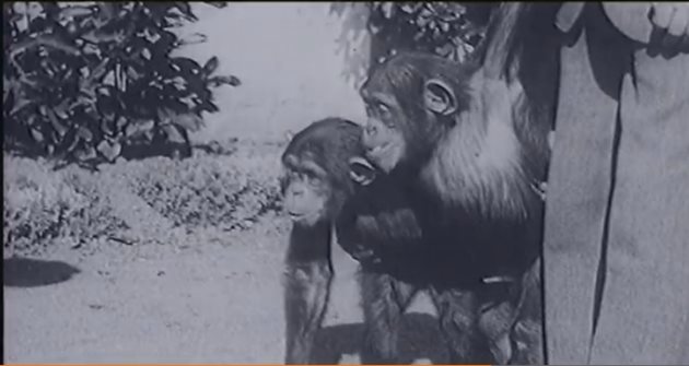 Шимпанзета в развъдника за маймуни в Сухуми