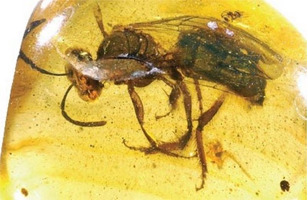 Пчела, запечатана в късче кехлибар, за която се предполага, че датира отпреди 140 млн. години, когато са се появили и цветните растения. Намерените пчели са имали на задните си крака, както и съвре­менната пчела, „кошнички” за натрупване на цветния прашец.