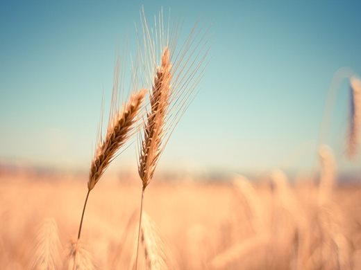 На борсата хлебната пшеница се търгува по 370 лева за тон, а царевицата - по 380 лева за тон