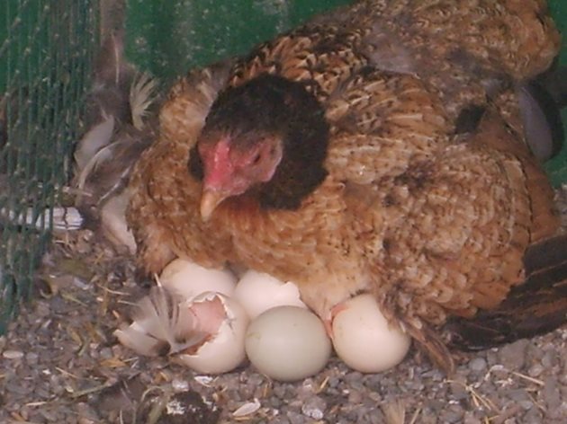 За да може яйцата да се излюпят - независимо от мътачка или в инкубатор, първото условие е кокошките да се отглеждат с петел. Тогава снесените яйца са оплодени.