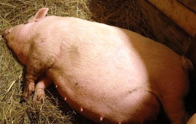 През лятото бременността при свинете е по-продължителна