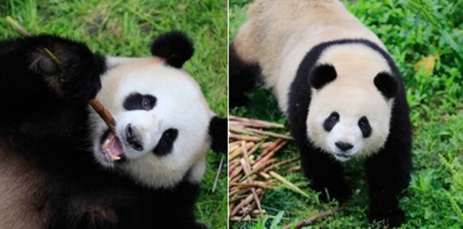 Цзяо Цин и Мън Мън отпътуваха от Китай за берлинския зоопарк. Снимка: Туитър