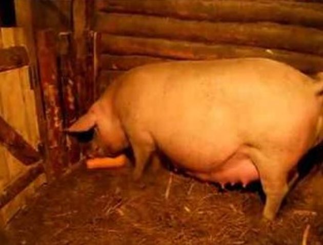 Преди опрасването не давайте на свинята обемисти фуражи