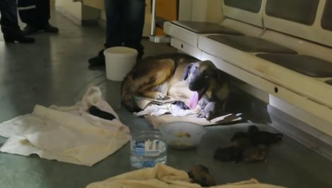 В Москва свалиха влак от релсите заради раждащо куче