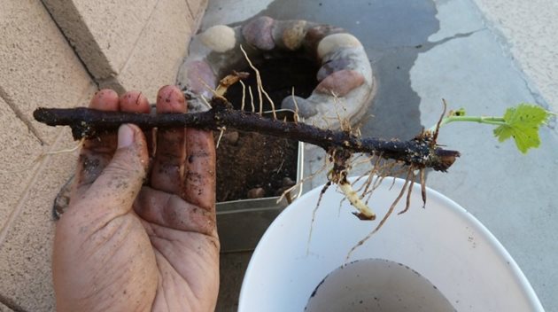 Огледайте добре качествена ли е пръчката, която ще засаждате и дали кореновата система не е изсъхнала